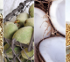 lait vegetal